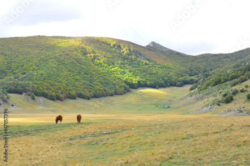 due cavalli solitari pascolano nell'ampia prateria con bosco e montagna sullo sfondo mentre esce il sole in una giornata autunnale photo