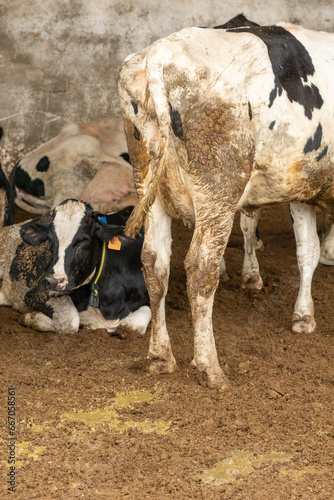 Diarrhea from a dairy cow
