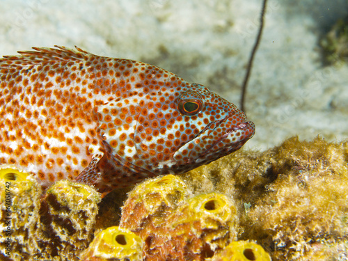 Juwelenbarsch an einem Riff auf Bonaire photo