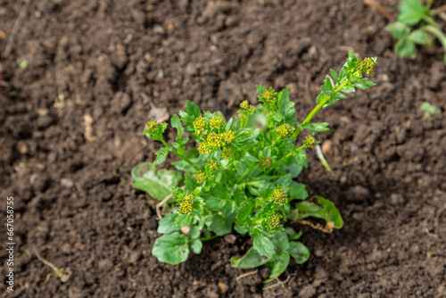 Common winter cress yellow flowers