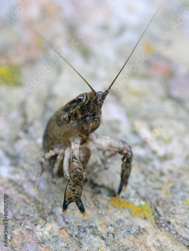 Crayfish (latin name is Faxonius limosus), native to America, invasive and alien species in Europe.