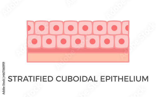 Stratified cuboidal epithelium. Epithelial tissue types. Multiple layers of cube-like cells. Occurs in the excretory ducts of sweat glands and salivary glands. Medical illustration. Vector.
