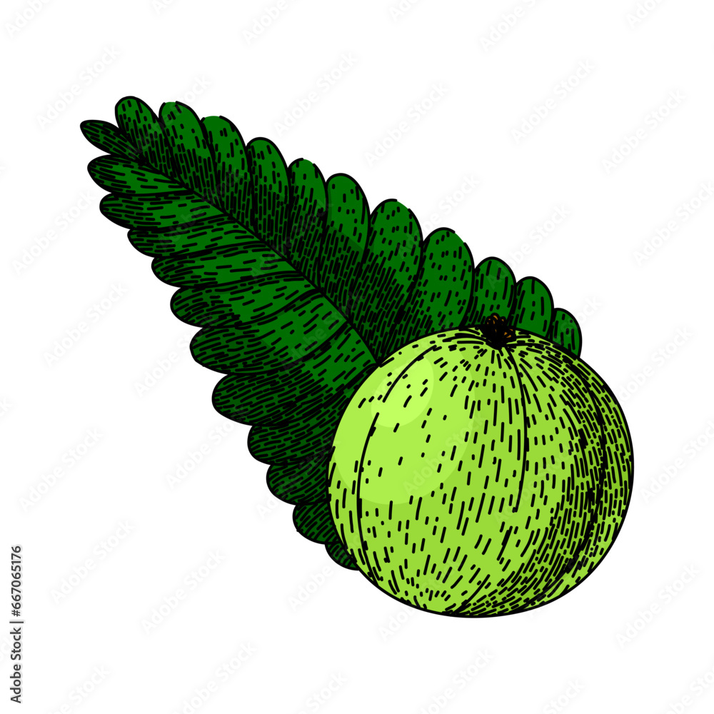 berry amla hand drawn. indian green, ingredient fresh, vegetarian amla ...