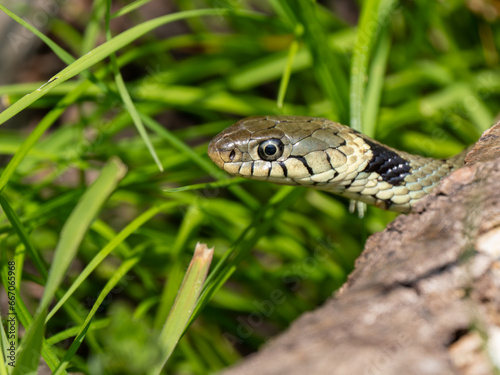 Close-up of a Grass Snake Head