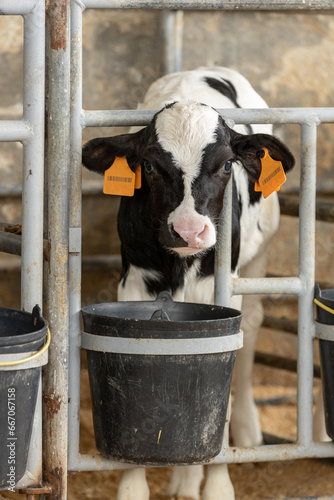 Dairy calf in a pen 3 photo