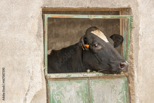 A dairy cow peering through an old door photo