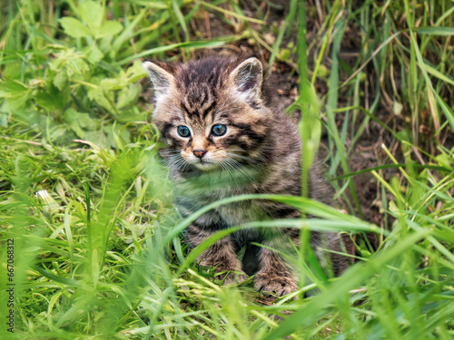 Scottish Wildcat Kitten in Grass photo