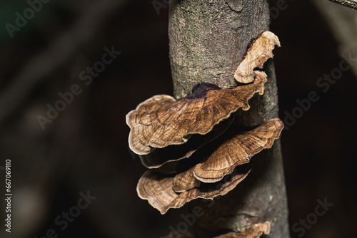 Inedible mushrooms grow on old tree stumps in the forest.