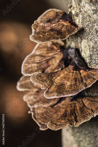 Inedible mushrooms grow on old tree stumps in the forest.