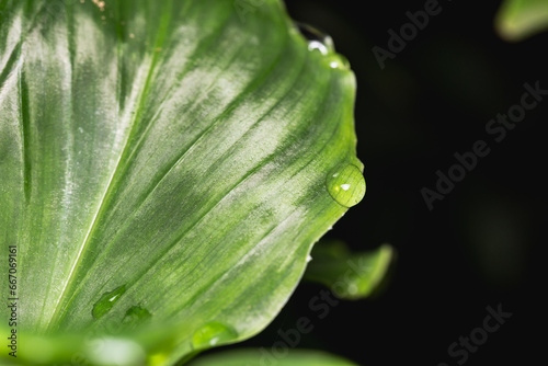 Beautiful morning dew in nature on leaves. Green tones.