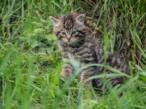 Scottish Wildcat Kitten in Grass