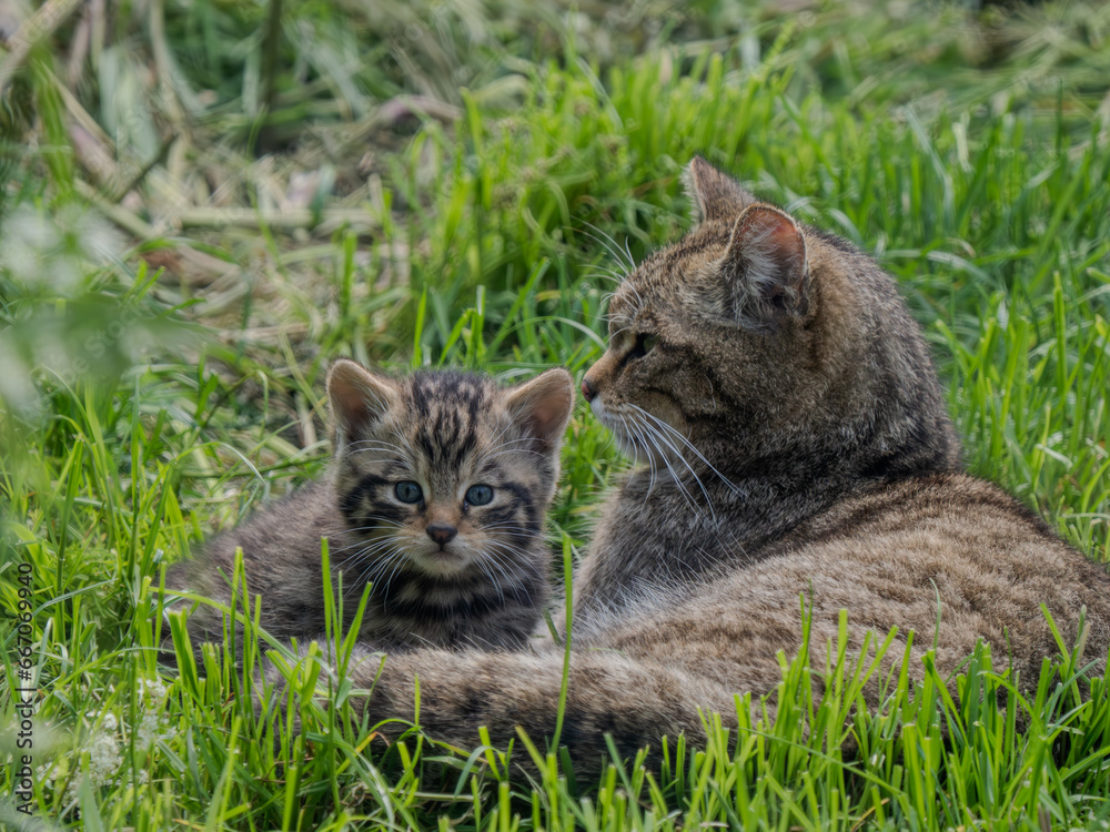 Female Scottish Wildcat and Kitten