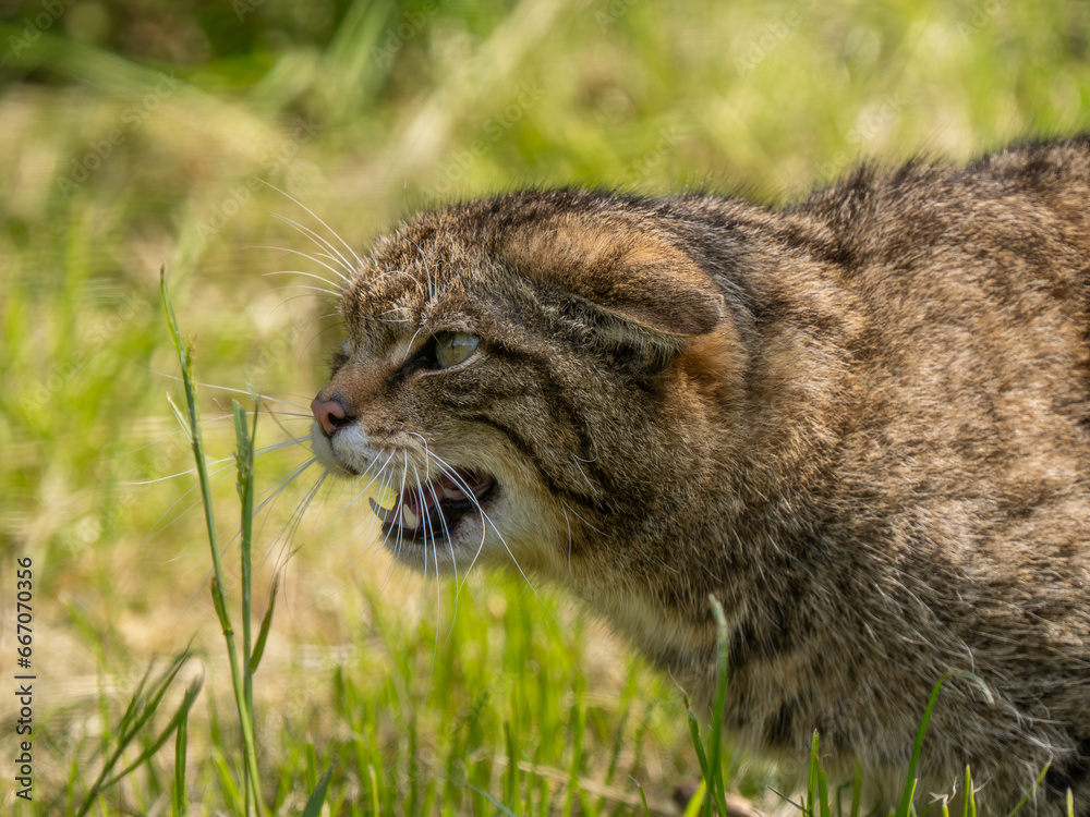 Obraz premium Scottish Wildcat Snarling Close Up