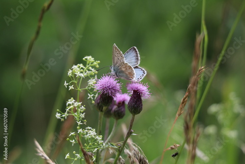 chalkhill blue butterfly sitting on common knapweed flower with its wings half open showing both upper and under wing photo