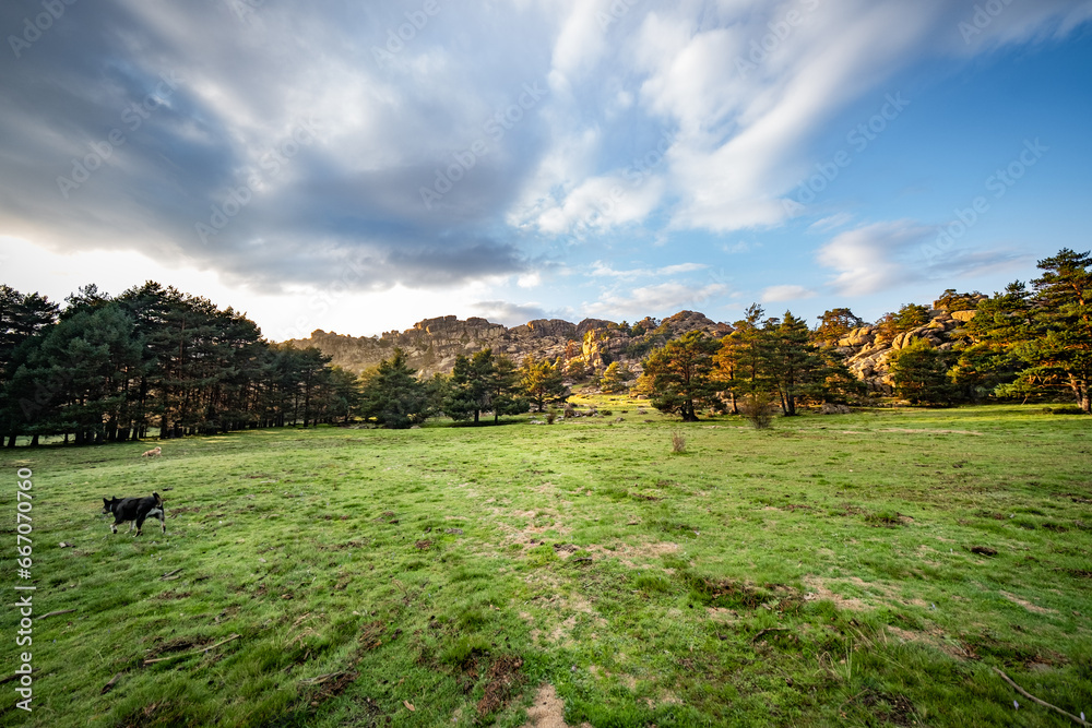 Fototapeta premium Large green esplanade with a lush forest in the background