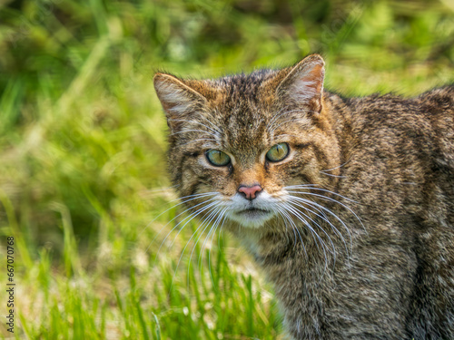 Photography Scottish Wildcat Head Close Up