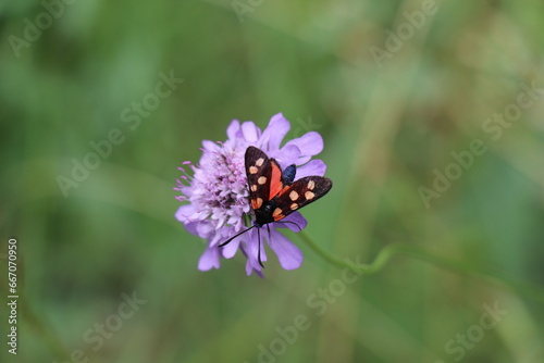 фотографія a red and black burnet day flying moth visiting a field scabious flower