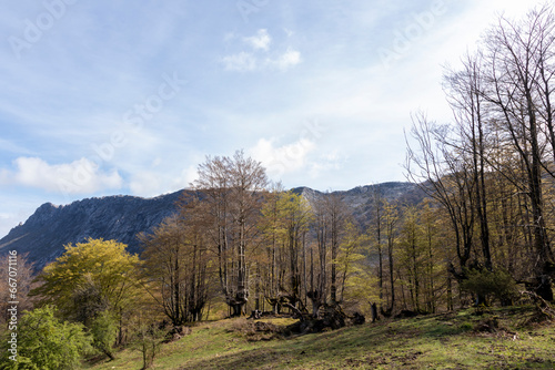 A Serene Landscape: The Harmony of Mountains, Trees, and Blue Sky