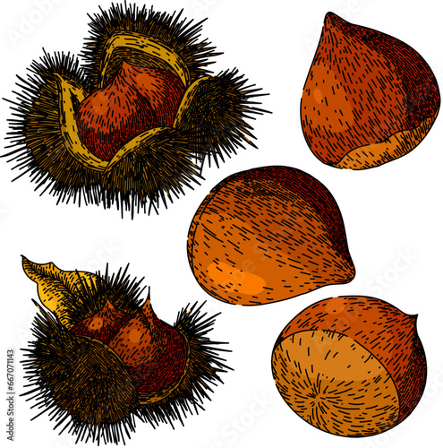 chestnut set hand drawn. chestnut food, season nut, shell raw chestnut vector sketch. isolated color illustration
