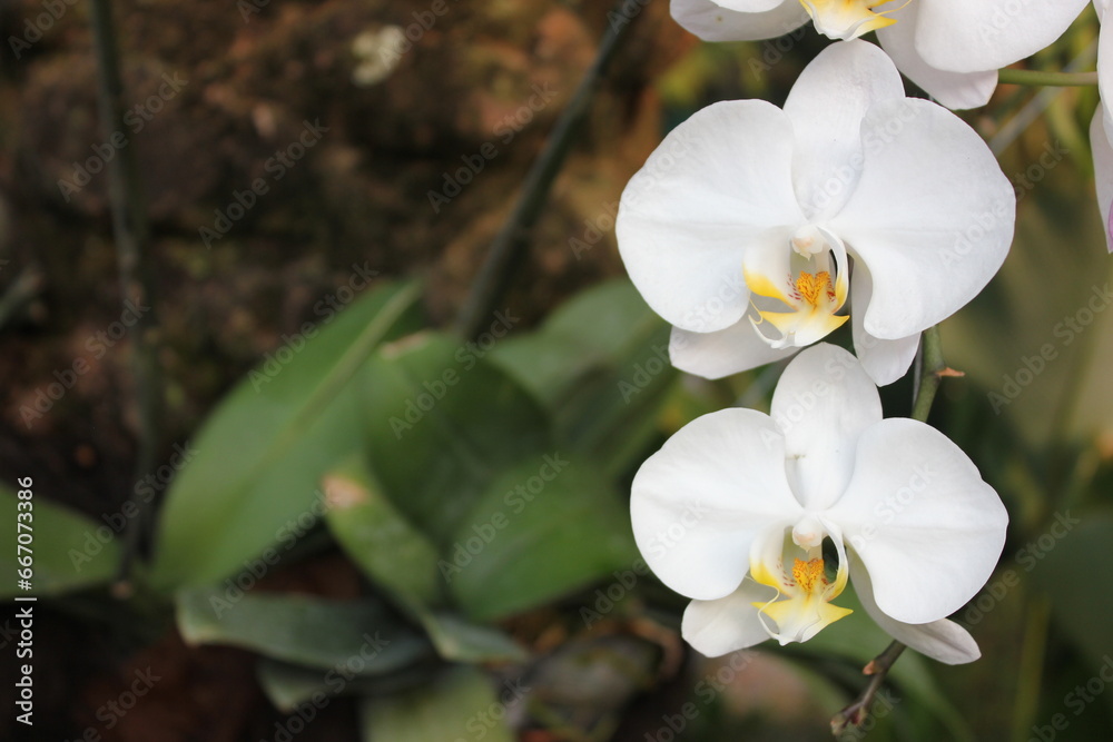 Fototapeta premium Close up photo of white orchid good for background or wallpaper