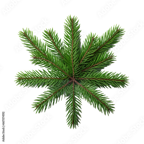 Christmas fir tree branch isolated