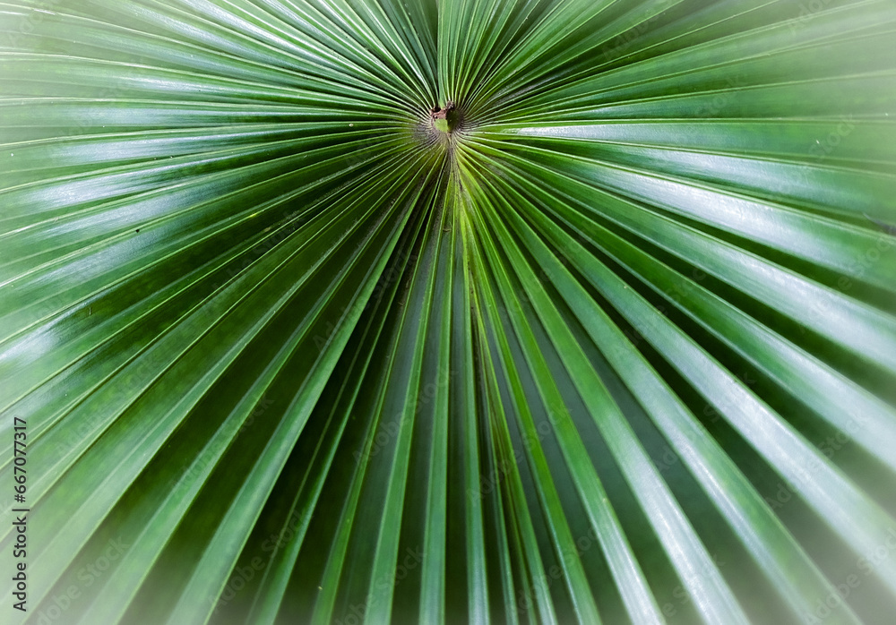Fototapeta premium The leaves of this plant are very unique and beautiful green