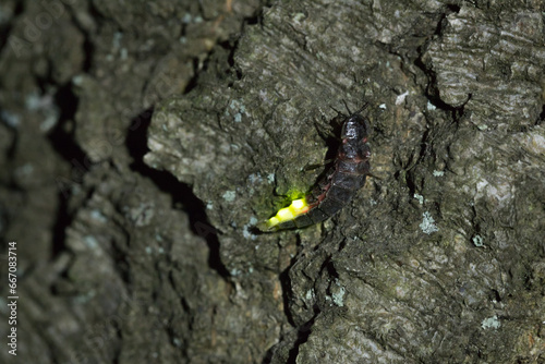 bioluminescence of common glow-worm female with active light organ on tree bark, Lampyris noctiluca, firefly  photo