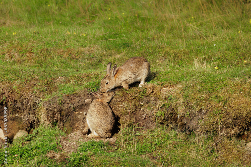 Two affectionate wild rabbits in Summer. One rabbit is snuggling up to ...