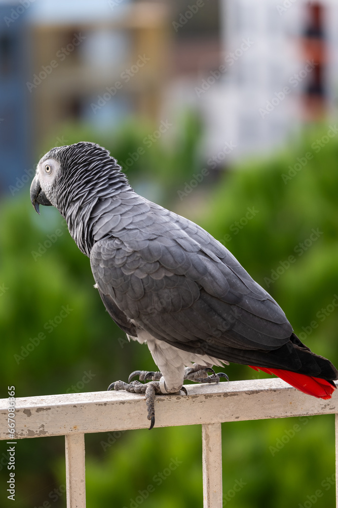 Obraz premium Portrait of a Gabonese gray