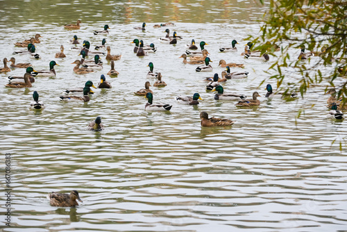 Ducks swim around the pond in the city park