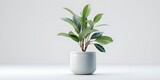 A potted plant on a pure white background with nothing but plants