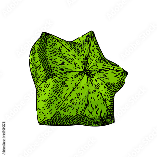 protein sacha inchi hand drawn. plant green, brown fresh, omega leaf protein sacha inchi vector sketch. isolated color illustration