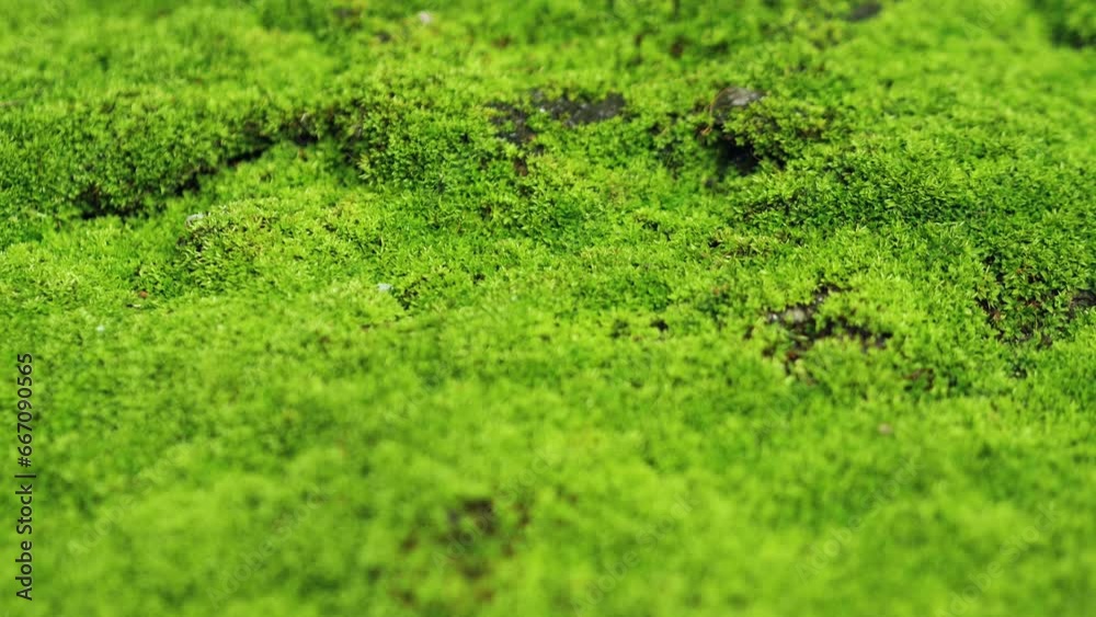 Close-up of green moss on stone. Creative. Beautiful green moss grows on stone. Green moss on rock Close-up of green moss on stone. Creative. Beautiful green moss grows on stone. Green moss on rock
