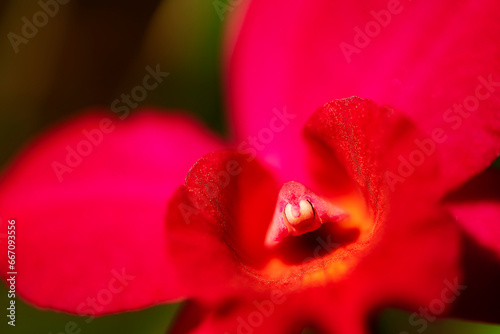 red flower in macro lens