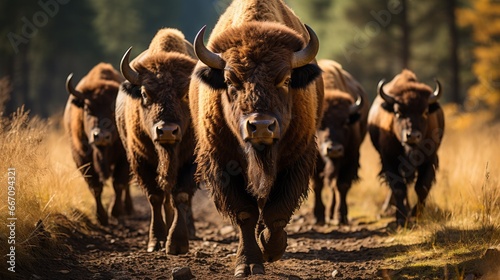 A majestic herd of wild bison roam freely through the grassy fields, their powerful hooves thundering on the earth as they graze and stand tall, a symbol of the untamed beauty of nature photo