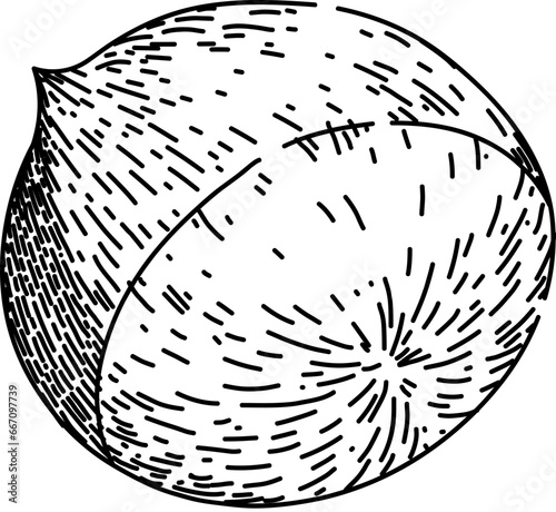 chestnut chestnut hand drawn. food season, nut shell, raw tasty chestnut chestnut vector sketch. isolated black illustration