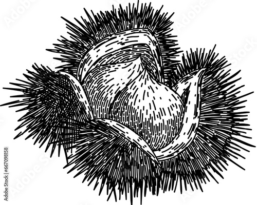 fruit chestnut hand drawn. chestnut food, season nut, shell raw fruit chestnut vector sketch. isolated black illustration