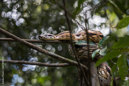 A large Madagascar Ground Boa (Acrantophis madagascariensis) curled up in a tree photo