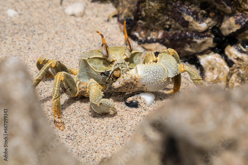 Closeup of a Horned Ghost Crab (Ocypode ceratophthalmus) on the sand on the beach holding up his large claw photo