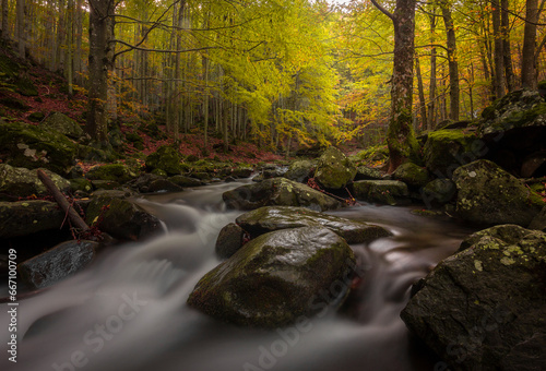 Autumn forest's river