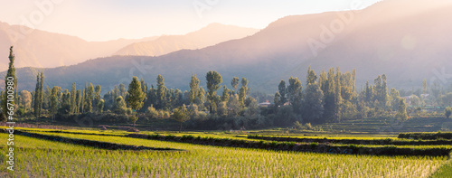 Panorama of the mountains. Beautiful scenic view of a rice field, Dachigam National Park, outskirts of Srinagar, Kashmir, India. photo