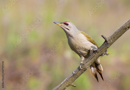 Grey-headed woodpecker, Picus canus. A young bird sits on a beautiful branch