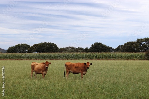 zwei Jerseykühe auf der Weide