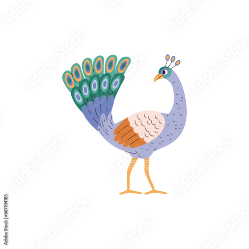Beautiful peacock with amazing tail, cartoon bird with ornamental feathers decorative plumage vector poultry bird