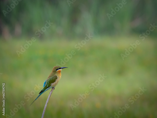 A blue-tailed bee eater on a perch shot in south india