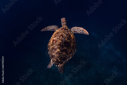 Photography Close-up of a green sea turtle swim in ocean