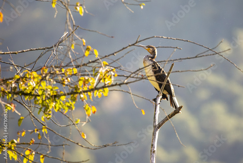 Cormorant sunbathing on a branch