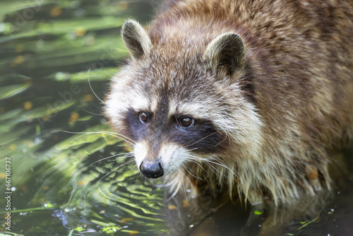close up of raccoon in water