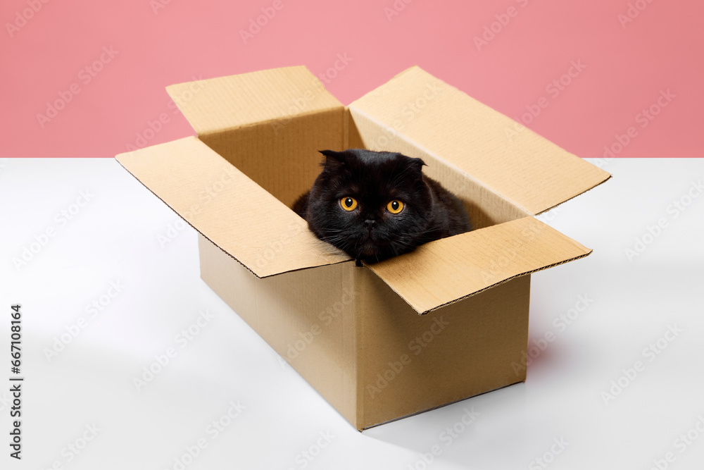 Adorable purebred black cat, Scottish fold sitting in carton box and looking with big yellow eyes isolated over pink studio background. Concept of domestic animals, pets, care, vet. Copy space for ad