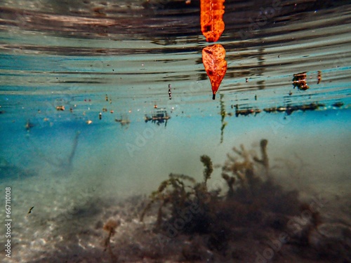 A red leaf floats suspended in the shallow blue waters of the spring-fed Itchetucknee River, Columbia County , Florida photo